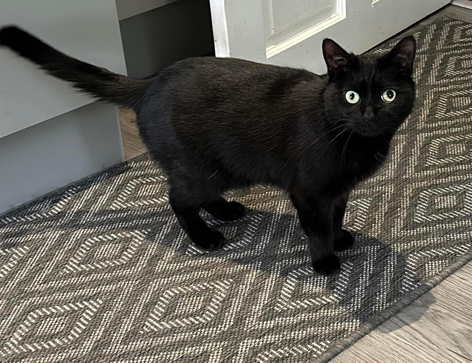 Happy pet (placeholder)